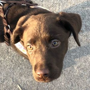 Meet your Posher, Bailey